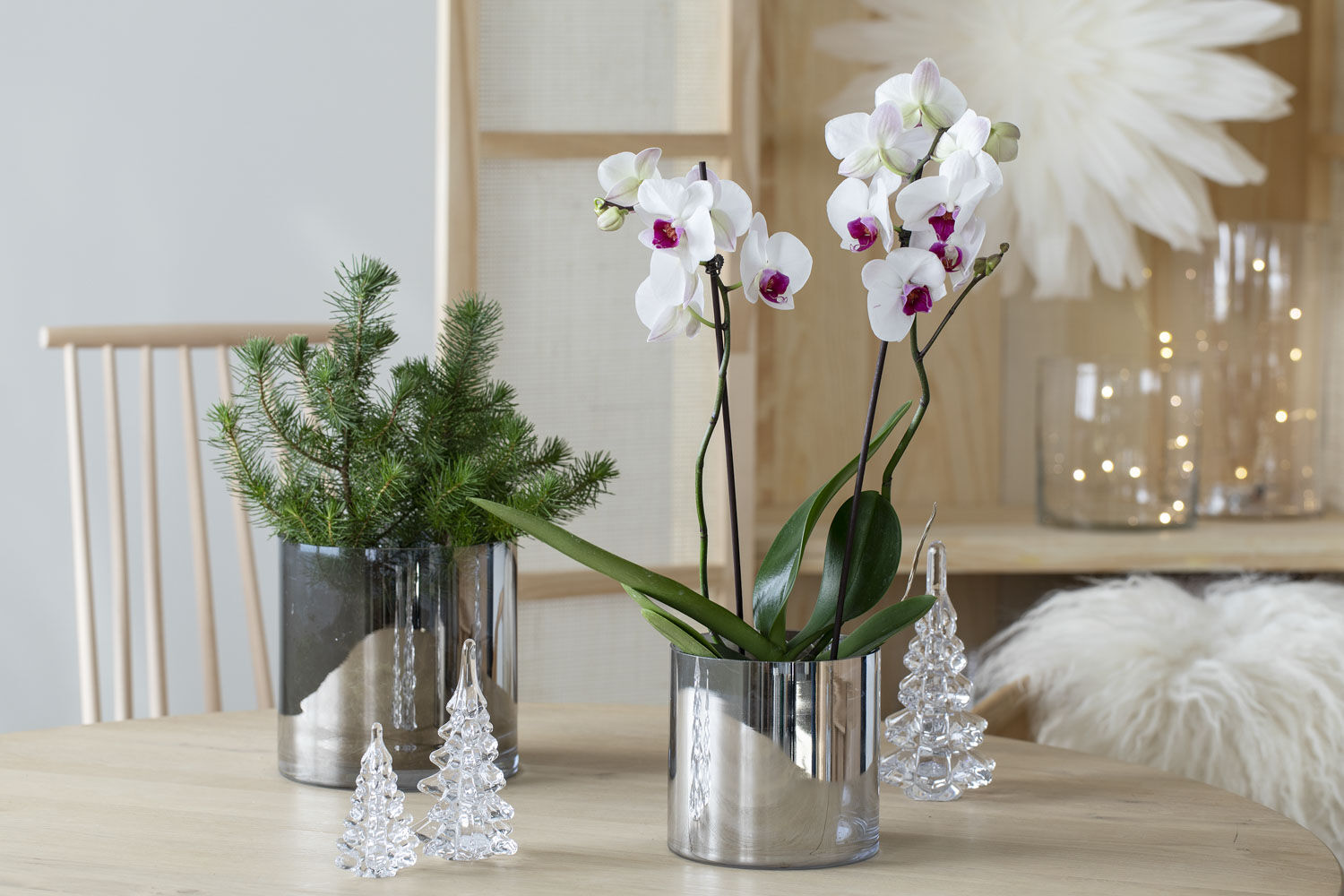 Hvit orkide allergivennlig juleblomst